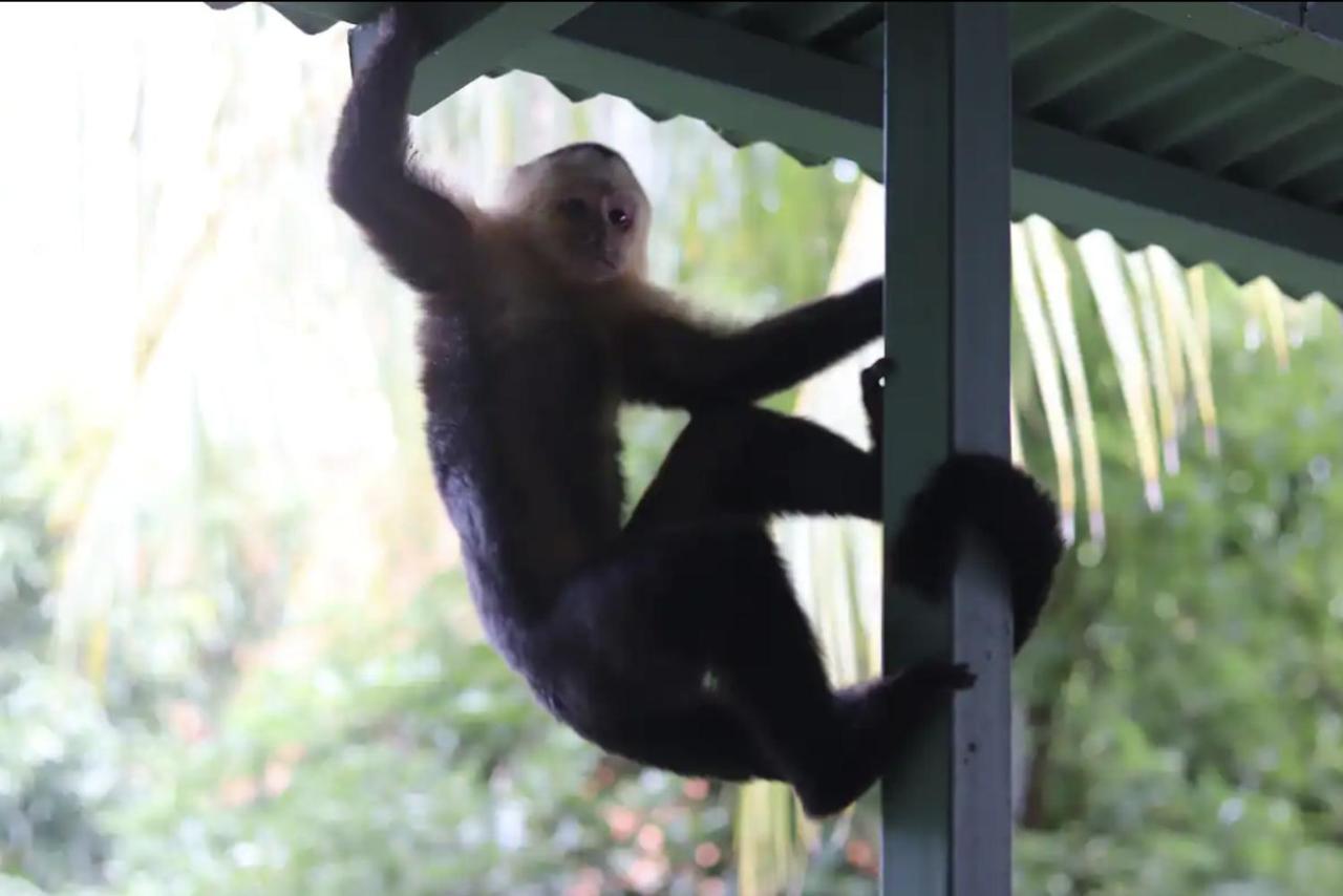 Bed and Breakfast Casa Geraldo Nationalpark Nationalpark Manuel Antonio Exterior foto